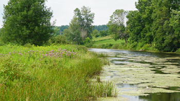 A river surrounded by grass with algae floating flows away to the left