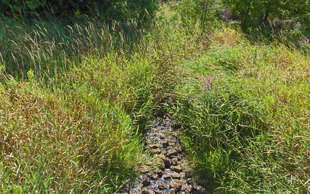 Shallow creel flows over rocks surrounded by grass