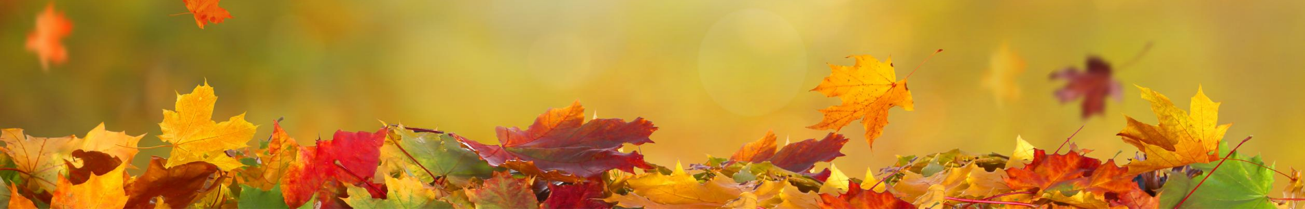 Autumn Banner with falling leaves