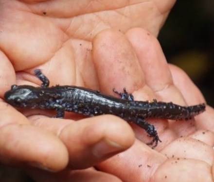Blue-spotted Salamander is held in two hands.