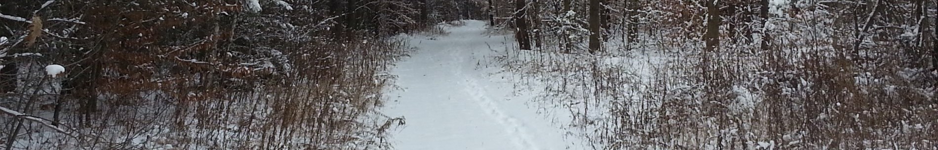 A trail through Durham East Cross Forest in winter