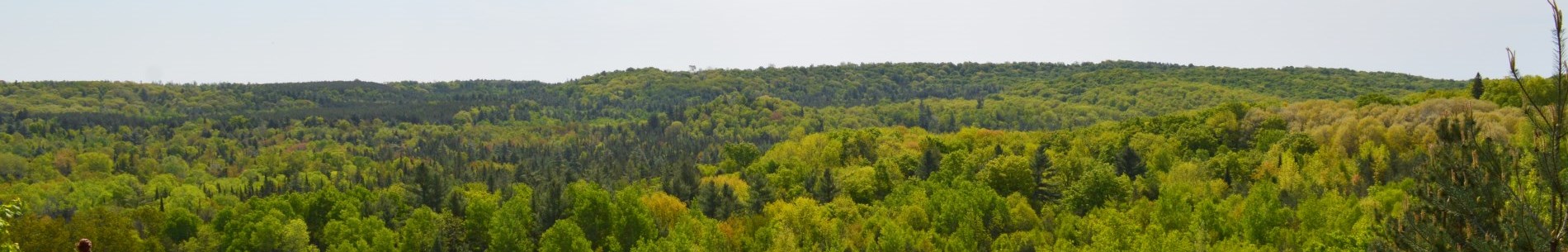 Aerial view of the woods at Fleetwood Creek Natural Area