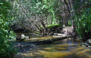 A dark and shadowed creek flows through a forest