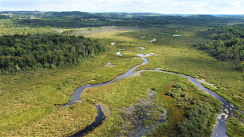 Aerial photo of winding river flowing through a marshland surrounded by forest