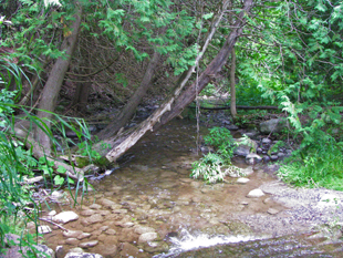 A shallow creek flows beneath swooping trees into a forest