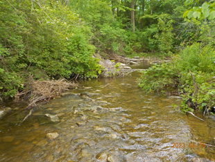 A bright creek flows through a forested area