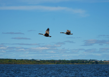 Two geese flying over Lake Scugog on a bright day