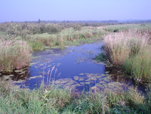 A blue river flows through a marshy, grassy area