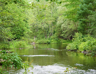 A small creek flowing through a bright green forested area