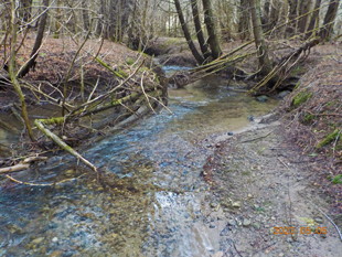 A shallow creek flows through a bare woods