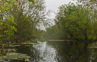 A wide creek flows through a wooded area with overhanging trees