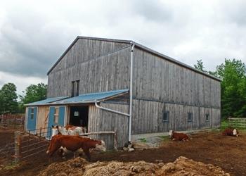 A cattle barn and barnyard with new eavestroughs 