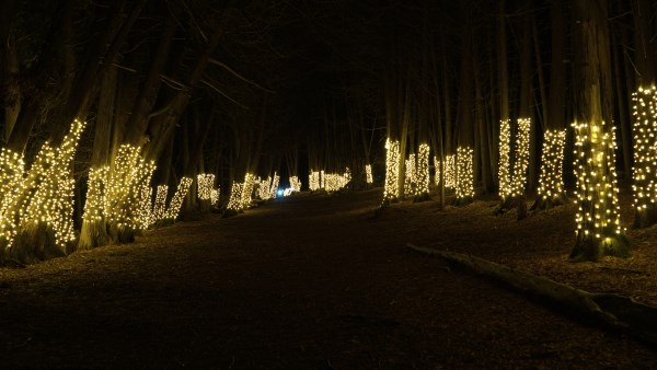 The Illunminated Forest at night with white lights on the trees illuminating the trail