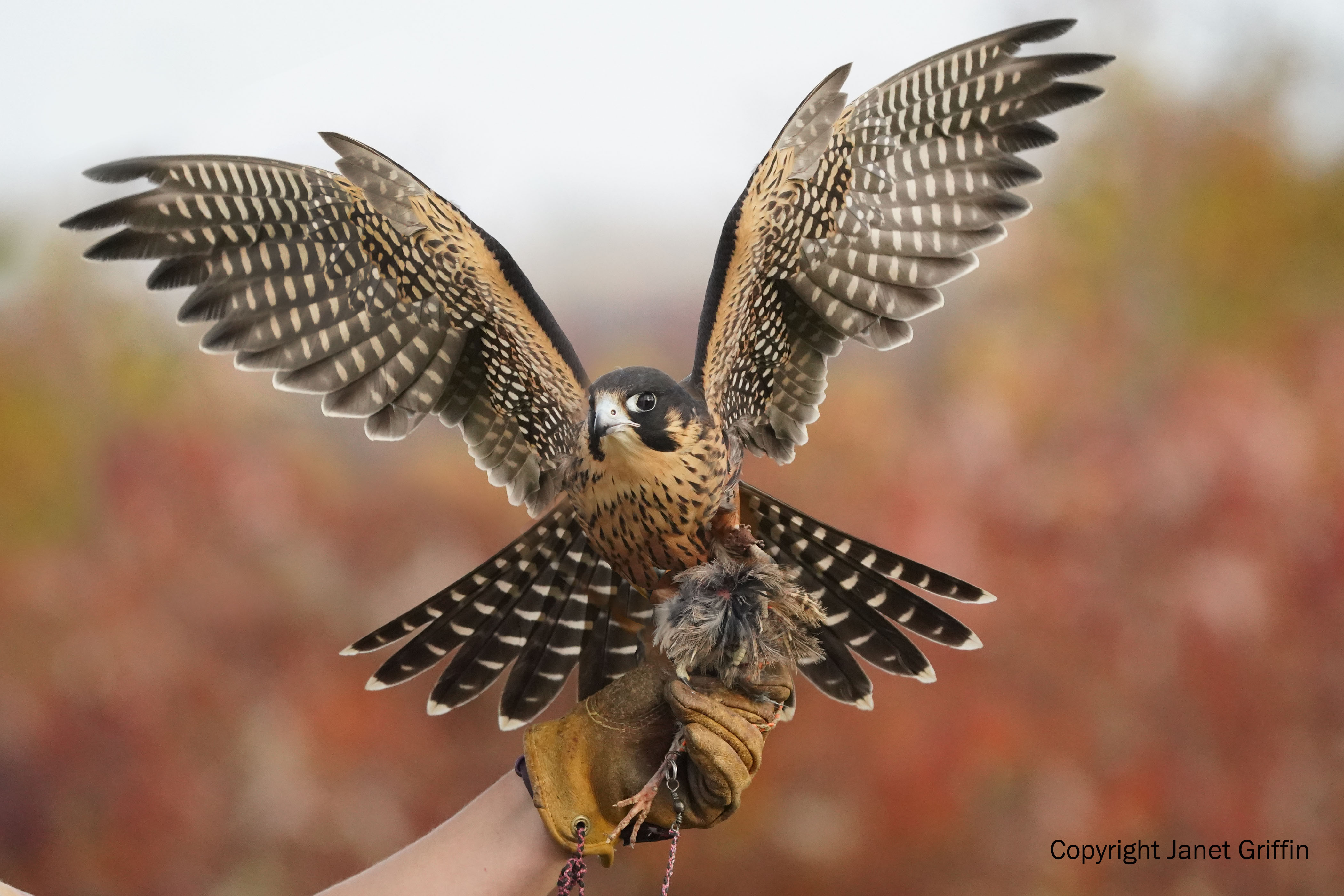 A falcon takes off from the glove of a handler