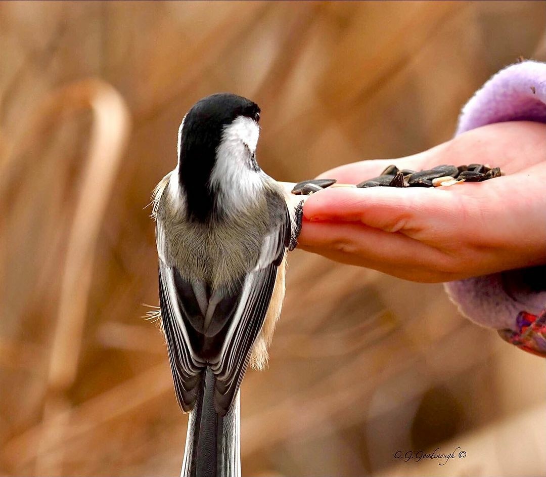 Chickadee on a hand eating seeds