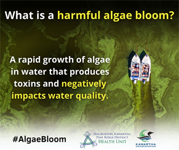 What is a harmful algae bloom? A rapid growth of algae that produces toxins and negatively impacts water quality