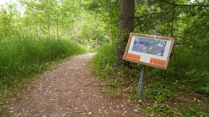 The first page of 'Over in the Forest' displayed along a woodland trail