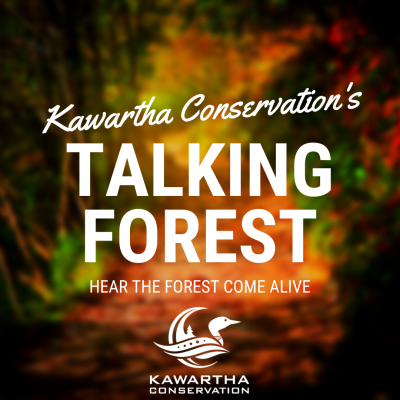 Image of trees and a trail with the words Kawartha Conservation's Talking Forest