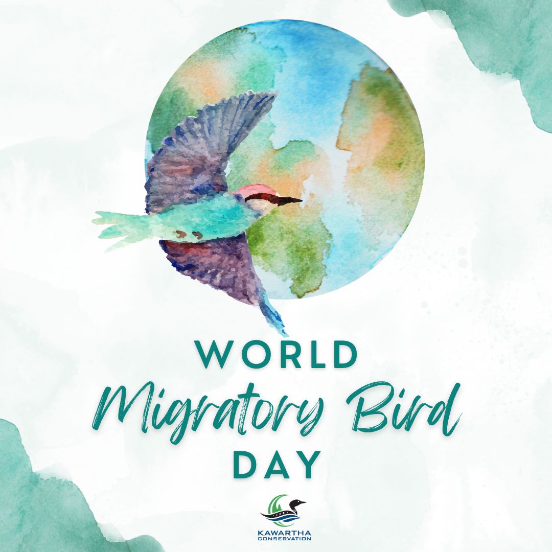 Graphic for World Migratory Bird Day