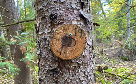 Wood cookie example from Ken Reid Conservation Area