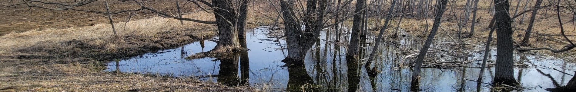 Trees in standing water
