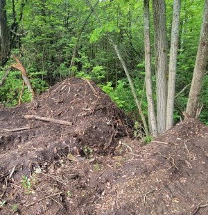 Pile of soil in a swamp forest