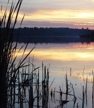 cattails in a lake at sunset