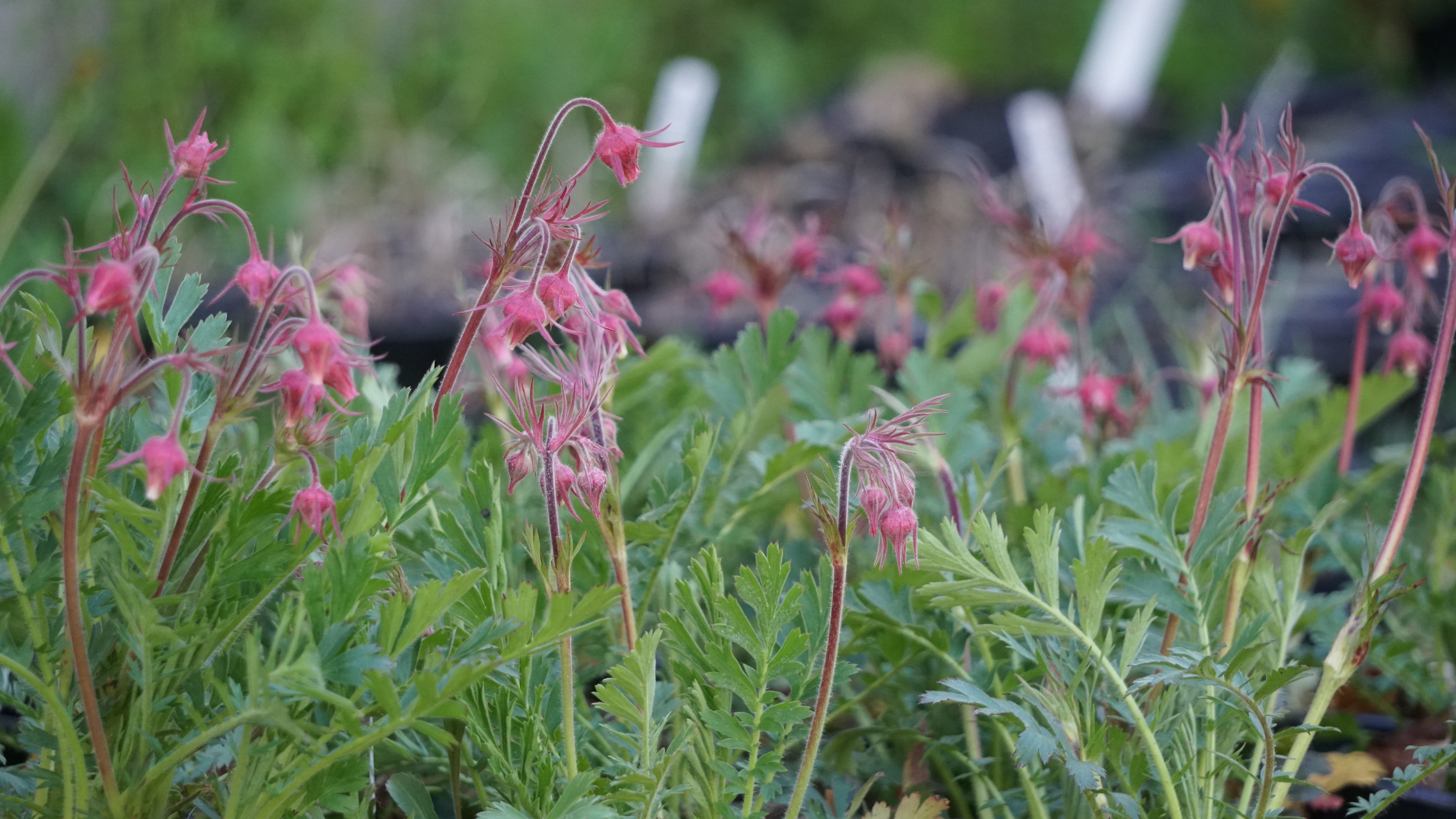 Plants from our native plant sale