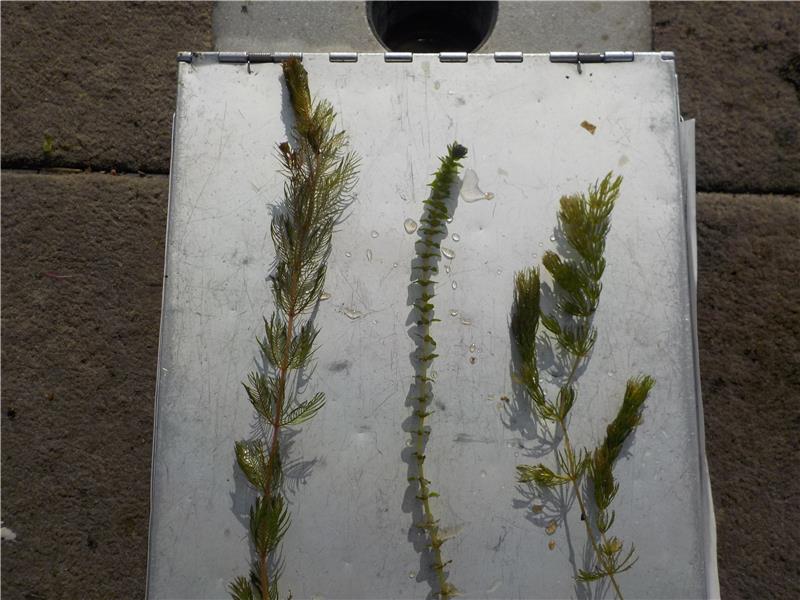 Three aquatic plants from the Lake Dalrymple aquatic plant survey (2022). Left: Eurasian Milfoil. Center: Canadian Waterweed. Right: Coontail.