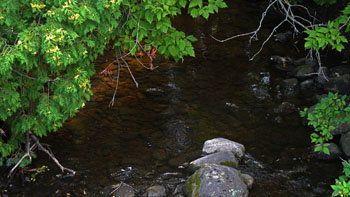 Blackstock Creek A shaded creek flowing through a green forest