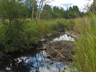 Martin Creek North A clear river flows through a grassy area